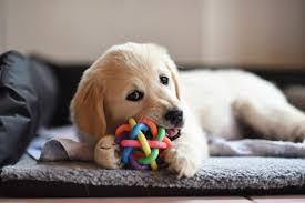 The Ultimate Guide to Raising a Happy and Healthy Puppy