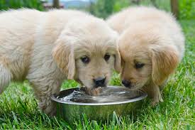 Water Bottles and Bowls