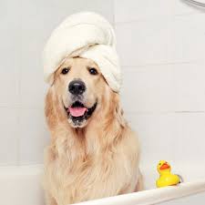 Cleaning and Bathing Asscessories